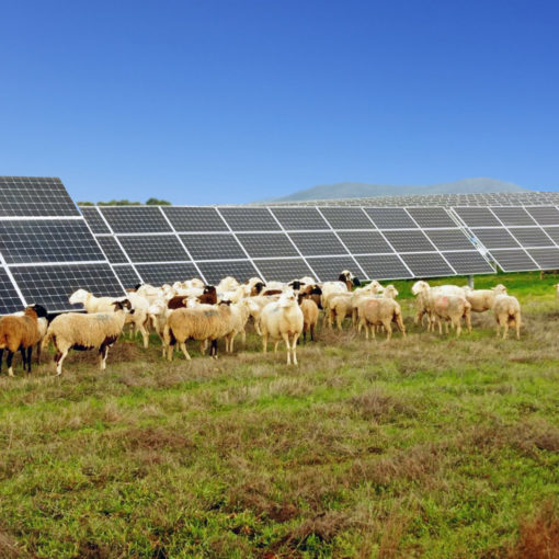 Una planta solar fotovoltaica con ovejitas pastando felizmente